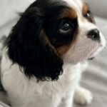 Drive-male-Cavalier-King-Charles-Spaniel-puppy-for-sale-1 (1)