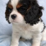 Drive-male-Cavalier-King-Charles-Spaniel-puppy-for-sale-1 (2)