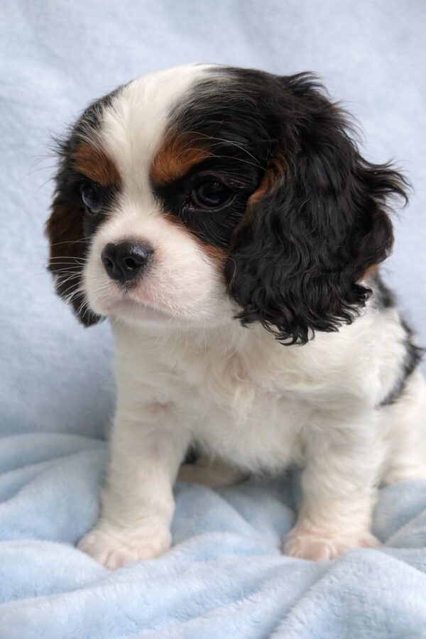 Drive Cavalier King Charles Spaniel Drive Cavalier King Charles Spaniel