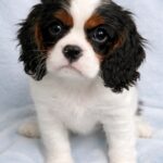 Drive-male-Cavalier-King-Charles-Spaniel-puppy-for-sale-1 (3)