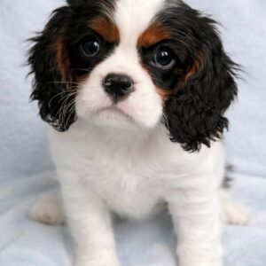 Drive Cavalier King Charles Spaniel Drive Cavalier King Charles Spaniel