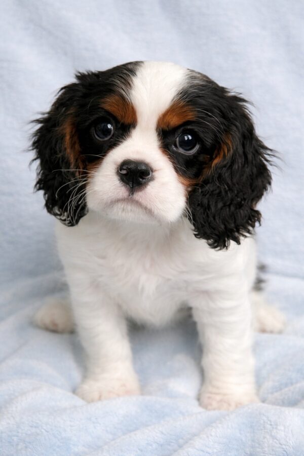 Drive Cavalier King Charles Spaniel Drive Cavalier King Charles Spaniel