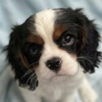 Drive-male-Cavalier-King-Charles-Spaniel-puppy-for-sale-1 (4)