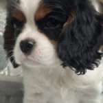 Drive-male-Cavalier-King-Charles-Spaniel-puppy-for-sale-1 (5)