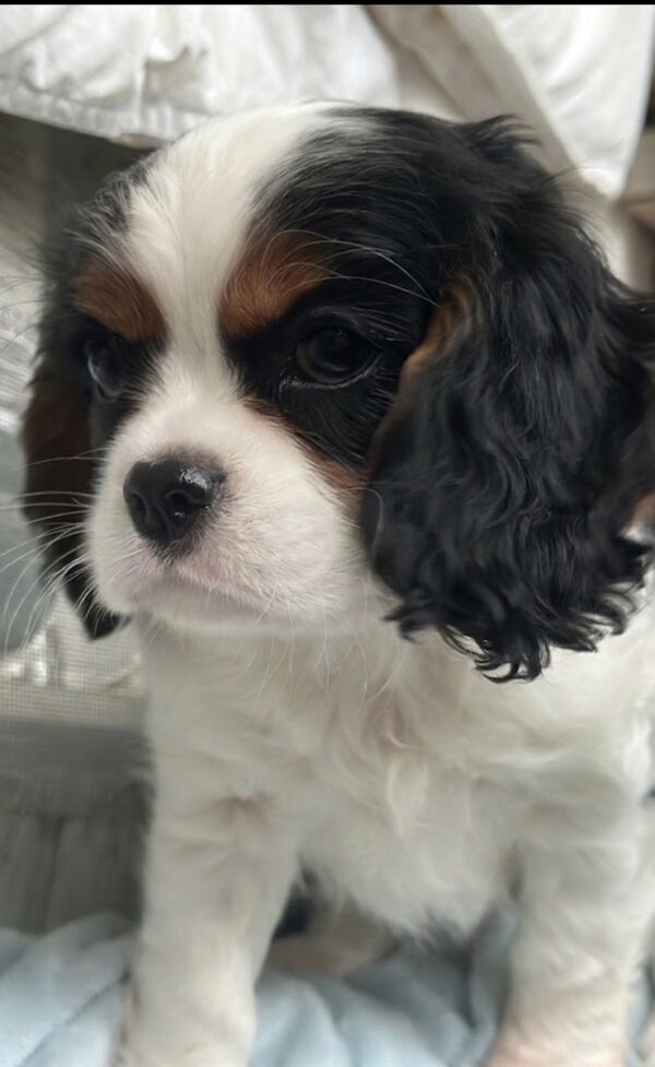 Drive Cavalier King Charles Spaniel Drive Cavalier King Charles Spaniel