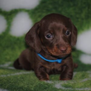 Drops Miniature Dachshund Drops Miniature Dachshund
