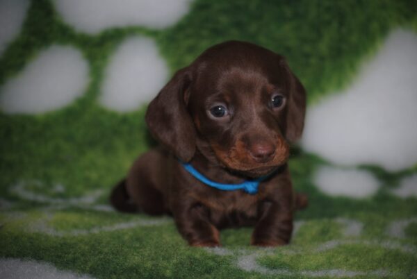 Drops Miniature Dachshund Drops Miniature Dachshund