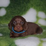 Drops-male-miniature-dachshund-puppy-for-sale- (2)