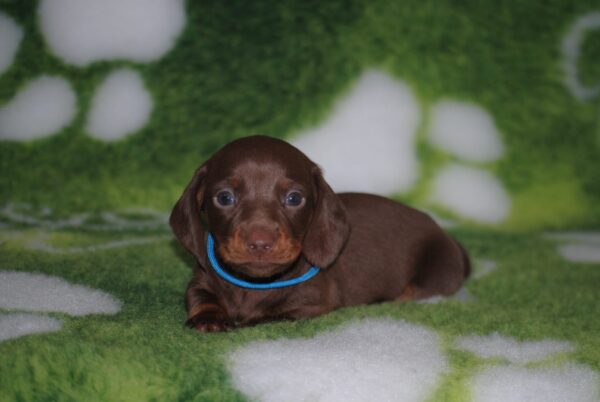 Drops Miniature Dachshund Drops Miniature Dachshund