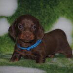 Drops-male-miniature-dachshund-puppy-for-sale- (3)