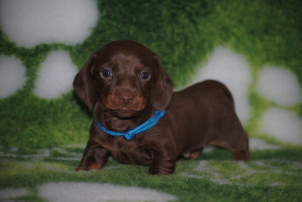 Drops Miniature Dachshund Drops Miniature Dachshund