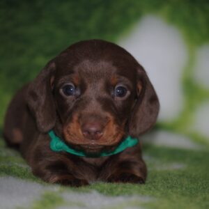 Dyke Miniature Dachshund Dyke Miniature Dachshund