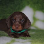 Dyke-male-miniature-dachshund-puppy-for-sale- (2)