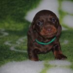 Dyke-male-miniature-dachshund-puppy-for-sale- (3)