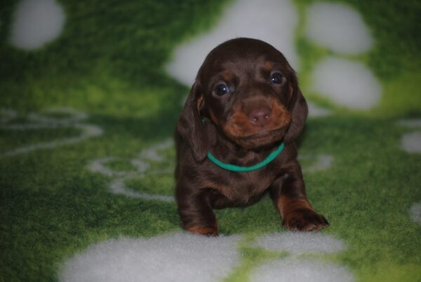 Dyke Miniature Dachshund Dyke Miniature Dachshund