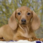 Edvin-male-miniature-dachshund-puppy-for-sale- (1)