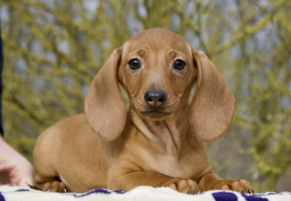 Edvin Miniature Dachshund Edvin Miniature Dachshund