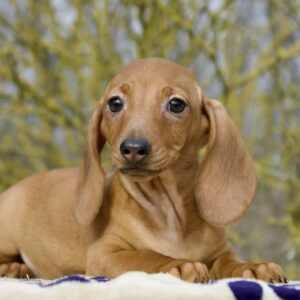 Edvin Miniature Dachshund Edvin Miniature Dachshund