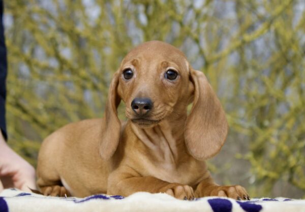 Edvin Miniature Dachshund Edvin Miniature Dachshund