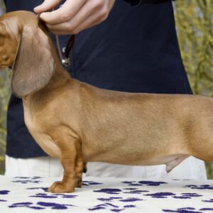 Edvin Miniature Dachshund Edvin Miniature Dachshund