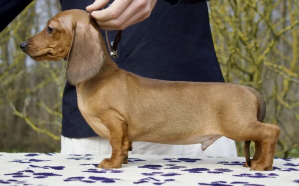 Edvin Miniature Dachshund Edvin Miniature Dachshund