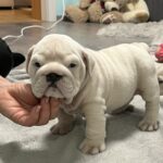 Elektra-female-english-bulldog-puppy-for-sale- (1)