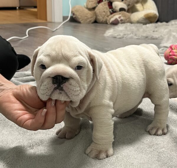 Elektra English Bulldog Elektra English Bulldog