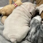 Elektra-female-english-bulldog-puppy-for-sale- (2)