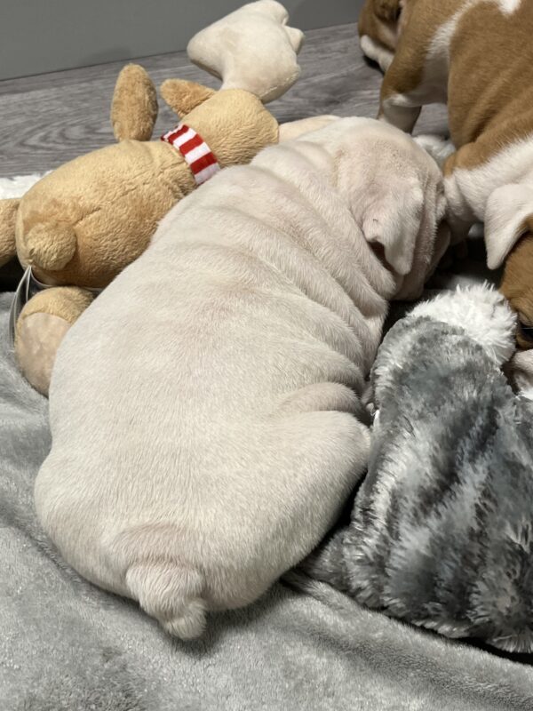 Elektra English Bulldog Elektra English Bulldog