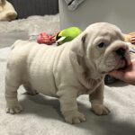 Elektra-female-english-bulldog-puppy-for-sale- (3)