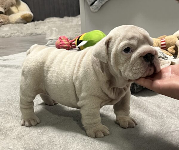 Elektra English Bulldog Elektra English Bulldog