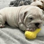 Elektra-female-english-bulldog-puppy-for-sale- (4)