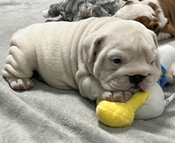 Elektra English Bulldog Elektra English Bulldog