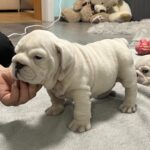 Elektra-female-english-bulldog-puppy-for-sale- (5)