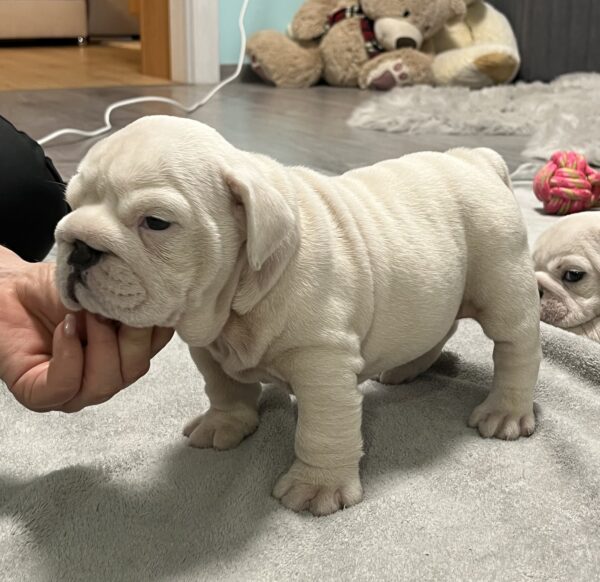 Elektra English Bulldog Elektra English Bulldog