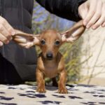 Elizabeth-female-miniature-dachshund-puppy-for-sale- (1)