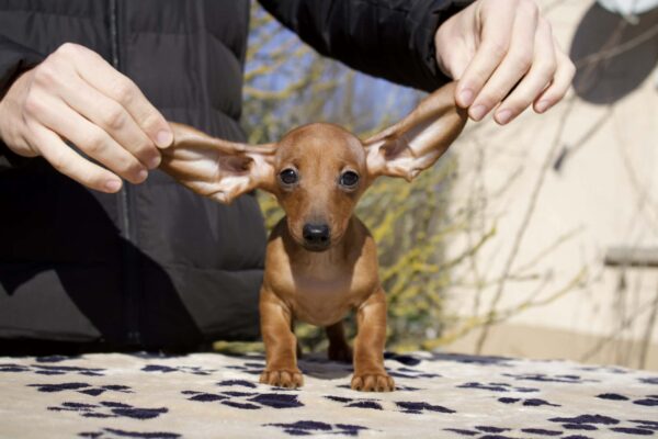Elizabeth Miniature Dachshund Elizabeth Miniature Dachshund