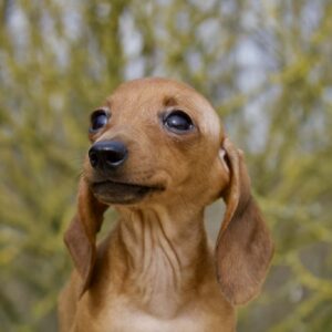 Elizabeth Miniature Dachshund Elizabeth Miniature Dachshund