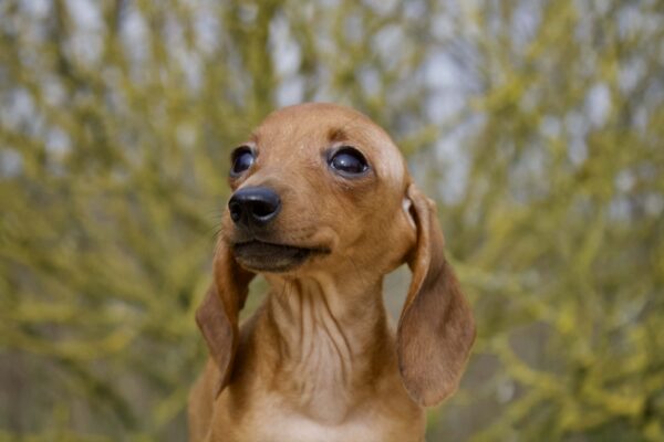 Elizabeth Miniature Dachshund Elizabeth Miniature Dachshund