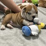 Emily-female-englsih-bulldog-puppy-for-sale- (1)