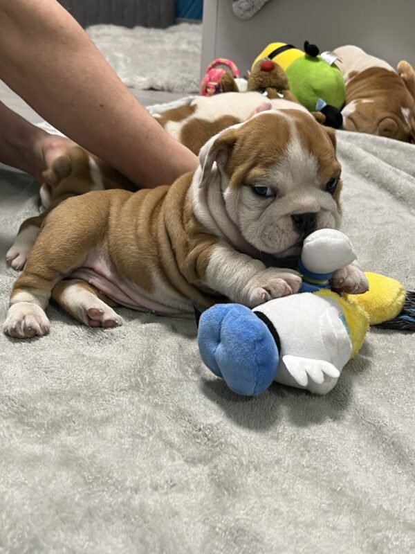 Emily English Bulldog Emily English Bulldog