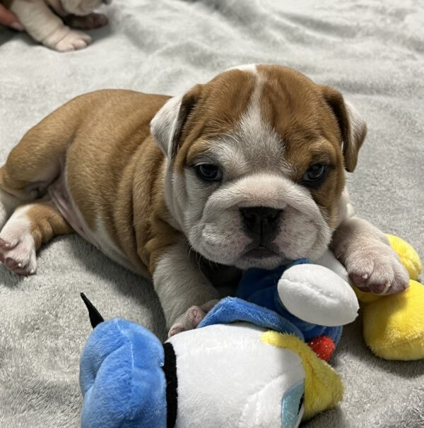 Emily English Bulldog Emily English Bulldog