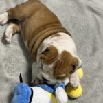 Emily-female-englsih-bulldog-puppy-for-sale- (3)