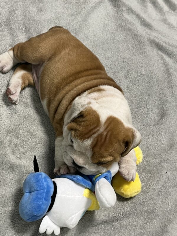 Emily English Bulldog Emily English Bulldog