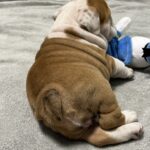 Emily-female-englsih-bulldog-puppy-for-sale- (4)