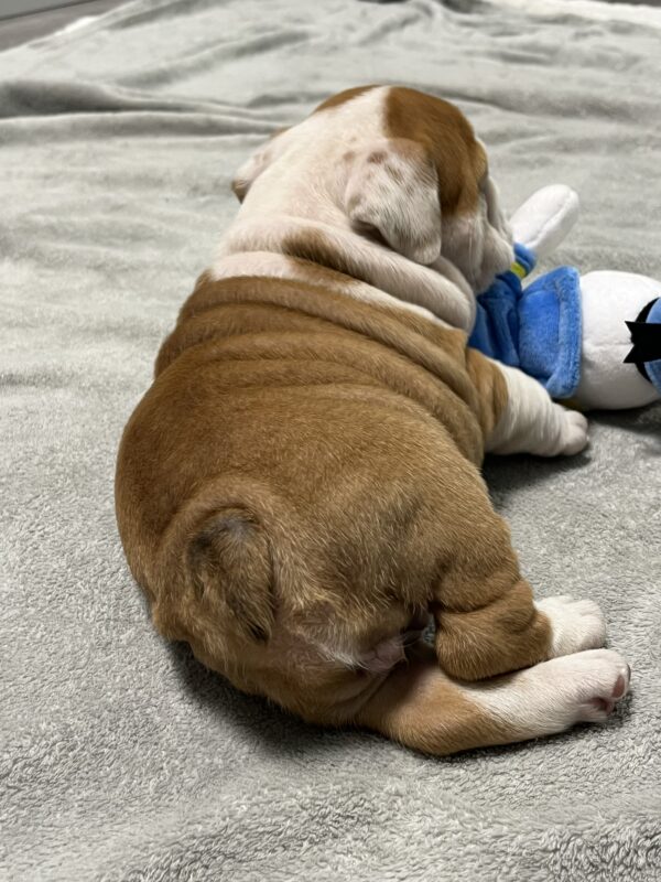 Emily English Bulldog Emily English Bulldog