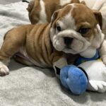 Emily-female-englsih-bulldog-puppy-for-sale- (5)