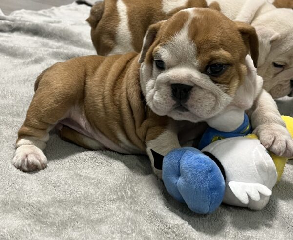 Emily English Bulldog Emily English Bulldog