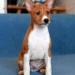 Equilibrium-male-Basenji-puppy-for-sale-1