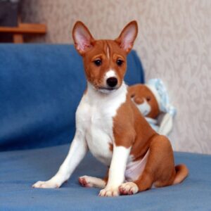 Equilibrium Basenji Equilibrium Basenji